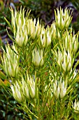 LEUCADENDRON SPISSIFOLIUM FRAGRANS