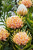 LEUCOSPERMUM CORDIFOLIUM VELDT FIRE