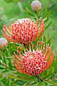 LEUCOSPERMUM LINEARE GLABRUM TANGO