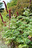 MELIANTHUS MAJOR