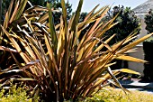 PHORMIUM TENAX