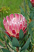 PROTEA PINK DUKE