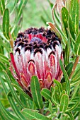 PROTEA NERIIFOLIA