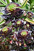 AEONIUM ARBOREUM ATROPURPUREUM