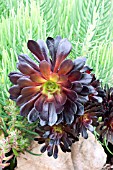 AEONIUM ARBOREUM ATROPURPUREUM