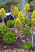 AEONIUM HOLOCHRYSUM