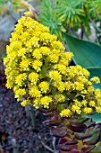 AEONIUM HOLOCHRYSUM