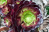 AEONIUM JACK CATLIN