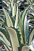 AGAVE AMERICANA MEDIOPICTA DWARF ALBA