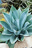 AGAVE ATTENUATA NOVA