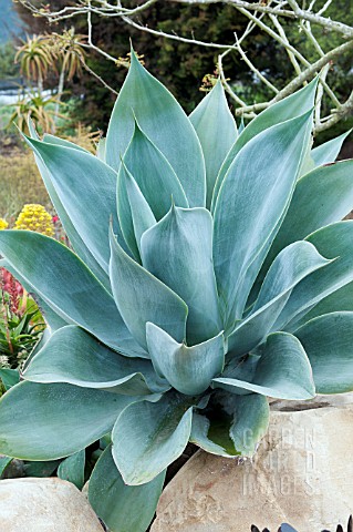 AGAVE_ATTENUATA_NOVA