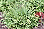 AGAVE BRACTEOSA