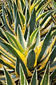 AGAVE CORNELIUS