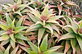 ALOE ARBORESCENS