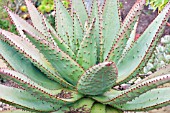 ALOE ARBORESCENS