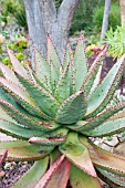 ALOE ARBORESCENS