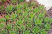 ALOE NOBILIS