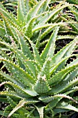 ALOE SPINOSISSIMA