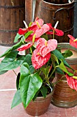 ANTHURIUM