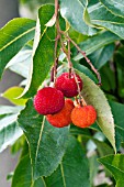 ARBUTUS UNEDO FRUIT