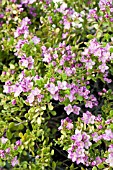 BORONIA CRENULATA SHARK BAY