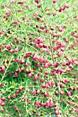 BORONIA MEGASTIGMA JACK MAGUIRES RED