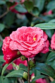 CAMELLIA JAPONICA GLEN 40