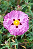 CISTUS PURPUREUS