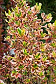 COPROSMA PINK SPLENDOR