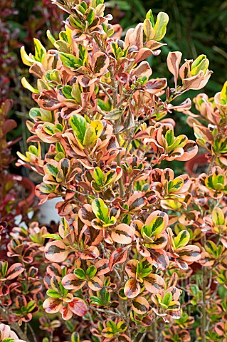 COPROSMA_PINK_SPLENDOR