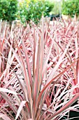 CORDYLINE ELECTRIC PINK