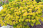 CRASSULA PORTULACA GOLLUM