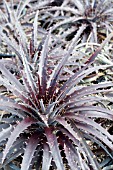 DYCKIA BLACK GOLD