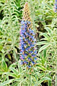 ECHIUM CANDICANS VARIEGATA