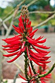 ERYTHRINA BIDWILLII