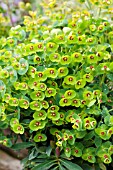 EUPHORBIA TINY TIM