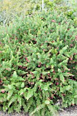 GREVILLEA ROSMARINIFOLIA SCARLET SPRITE