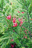 GREVILLEA ROSMARINIFOLIA SCARLET SPRITE