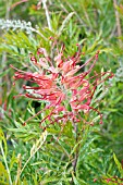 GREVILLEA SUPERB