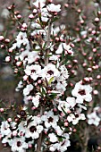 LEPTOSPERMUM SCOPARIUM SNOW WHITE