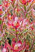 LEUCADENDRON JESTER