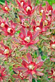 LEUCADENDRON JESTER