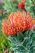 LEUCOSPERMUM CORDIFOLIUM SUNRISE