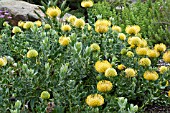 LEUCOSPERMUM CORDIFOLIUM YELLOW BIRD