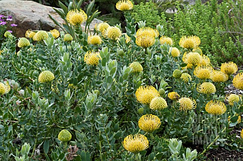 LEUCOSPERMUM_CORDIFOLIUM_YELLOW_BIRD