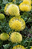 LEUCOSPERMUM CORDIFOLIUM YELLOW BIRD