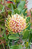 LEUCOSPERMUM CUNEIFORME