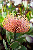 LEUCOSPERMUM FLAME GIANT