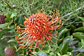 LEUCOSPERMUM SUNRISE