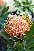 LEUCOSPERMUM VELDFIRE